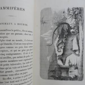 animaux à métamorphoses 1867
