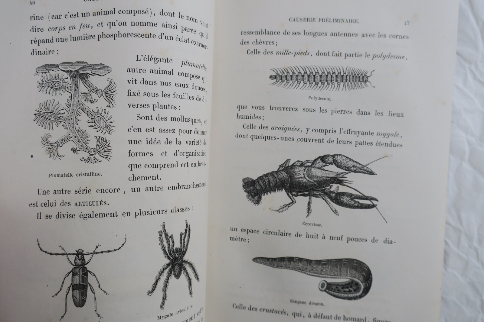 Studie der metamorphosierenden Tiere - Image 8