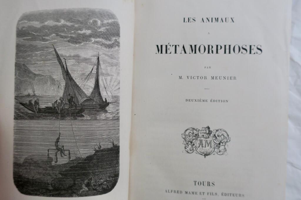 Tiere mit Metamorphosen