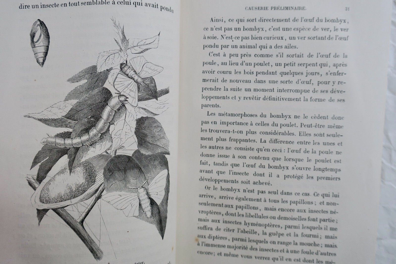 Studie der metamorphosierenden Tiere - Image 9