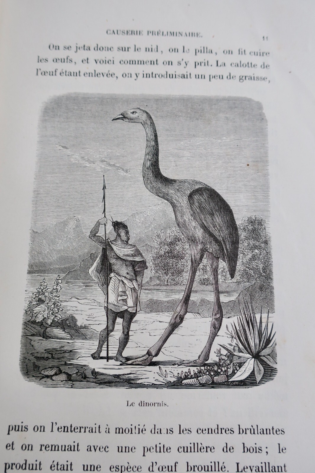 Studie der metamorphosierenden Tiere - Image 10