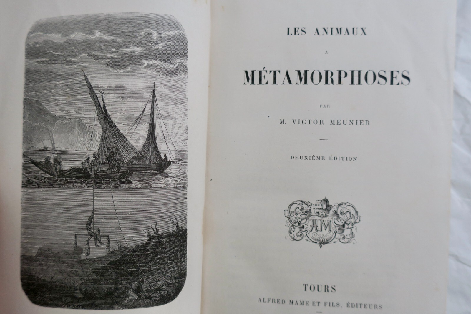 Studie der metamorphosierenden Tiere - Image 11