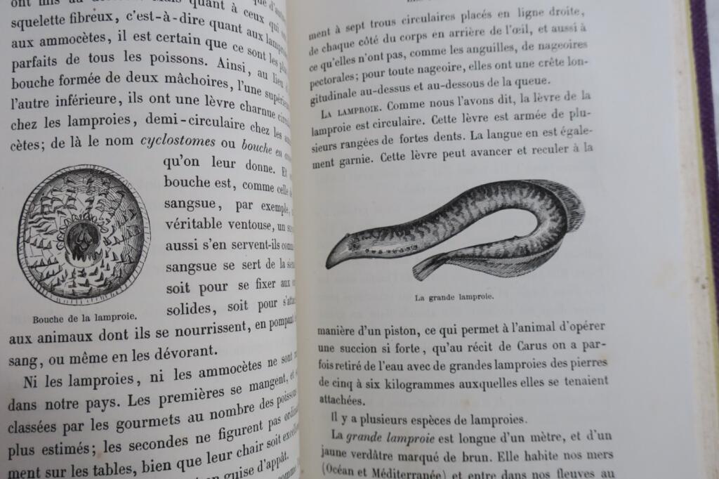 Tiere mit Metamorphosen