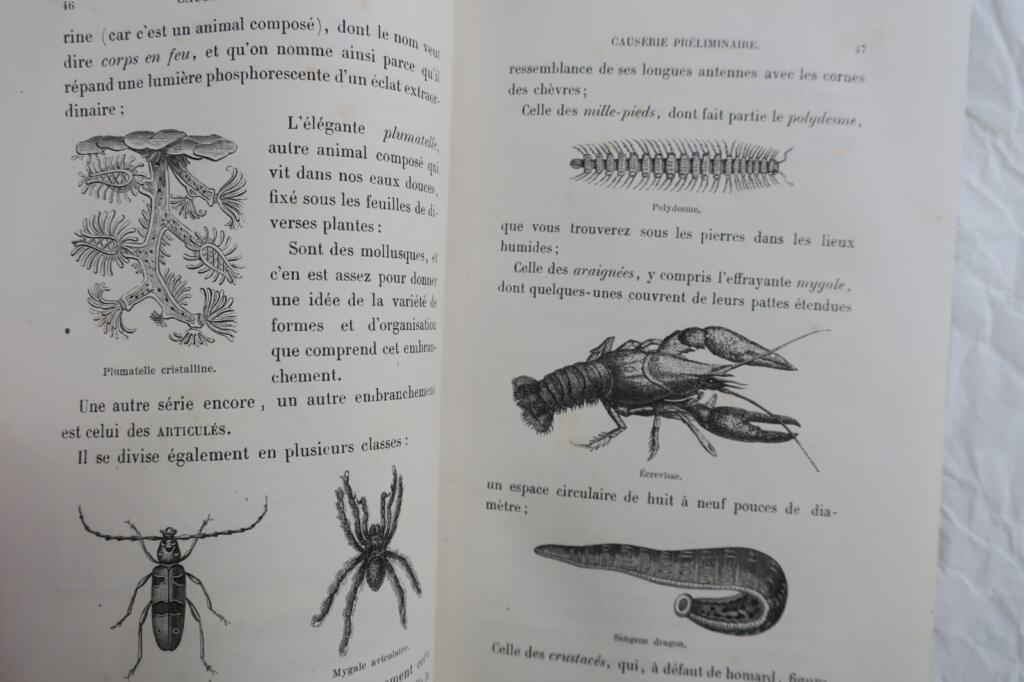 Tiere mit Metamorphosen