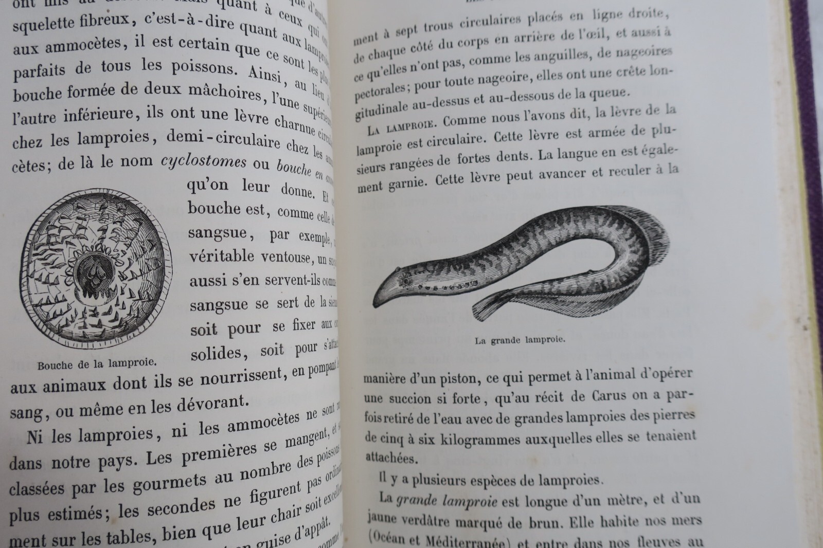 Studie der metamorphosierenden Tiere - Image 6