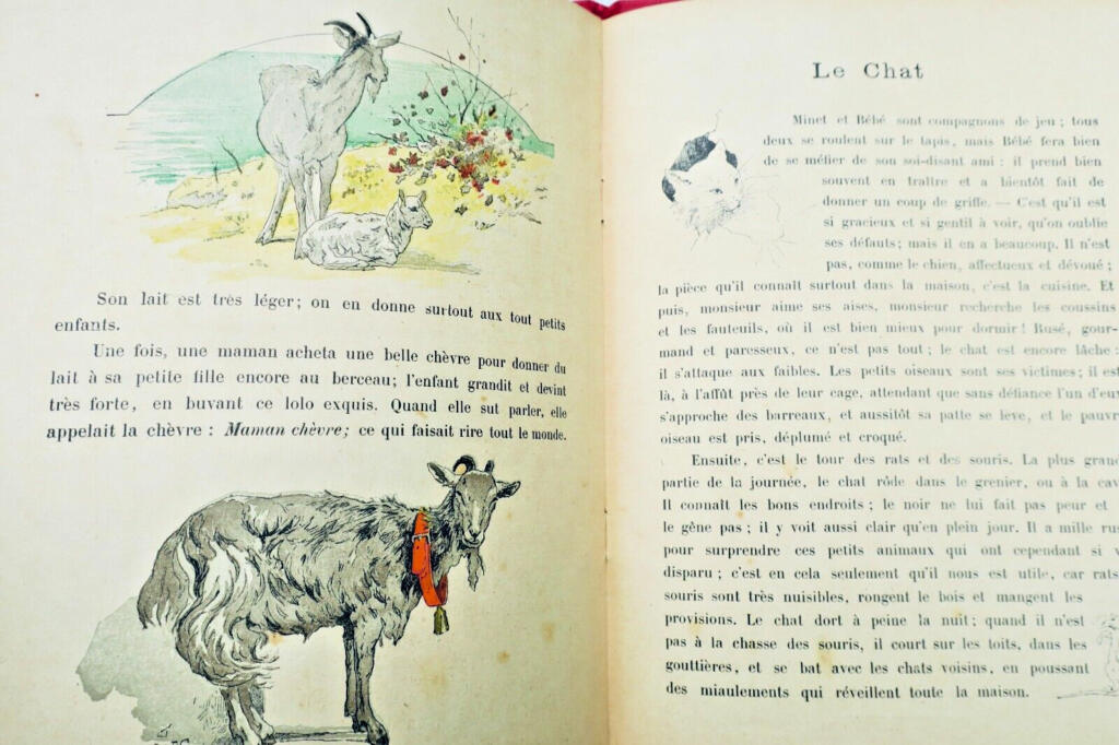 Domestic Animals Educational Primer