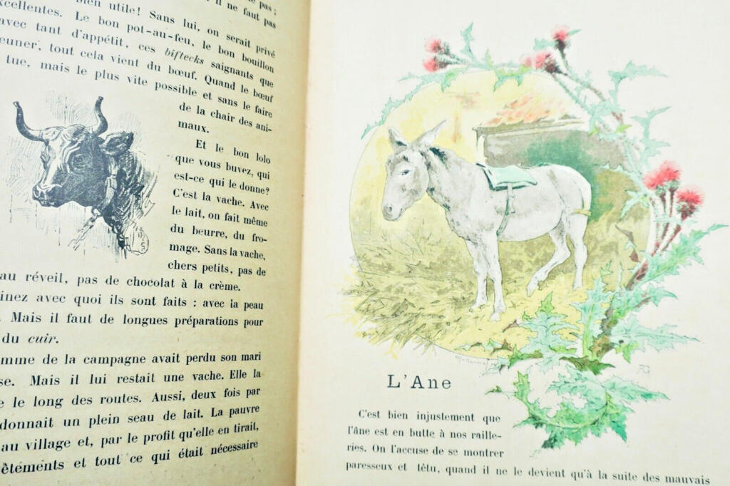 Domestic Animals Educational Primer