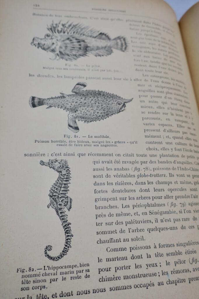 ANIMAUX EXCENTRIQUES 1906