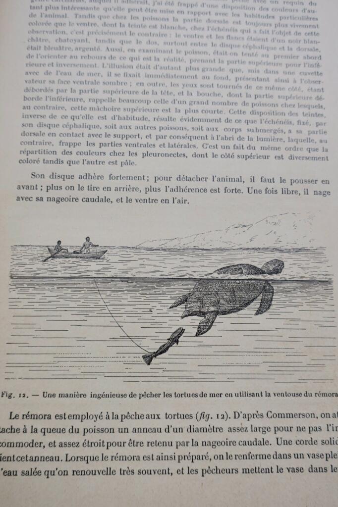 ANIMAUX EXCENTRIQUES 1906