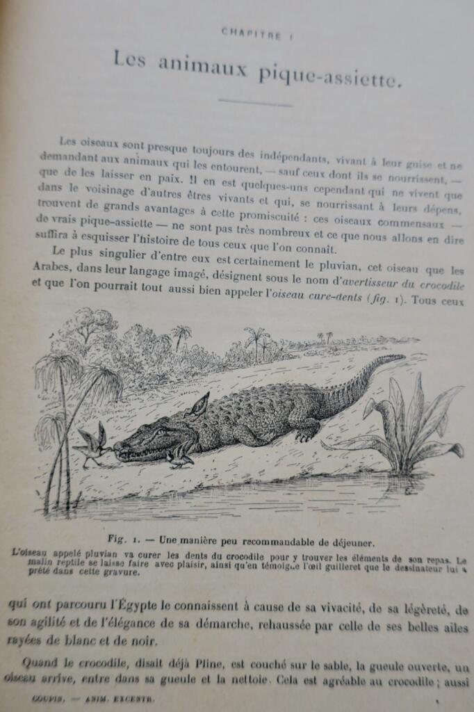 ANIMAUX EXCENTRIQUES 1906