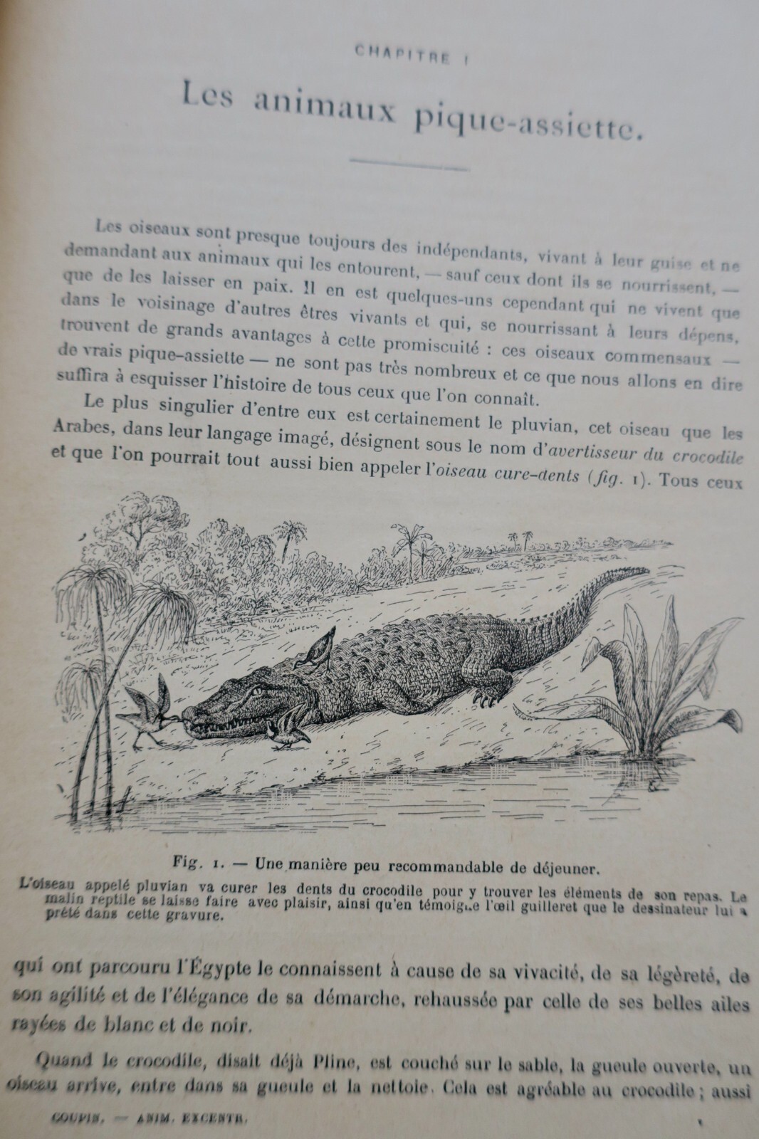 奇妙な動物たち:図説自然史 - Image 13