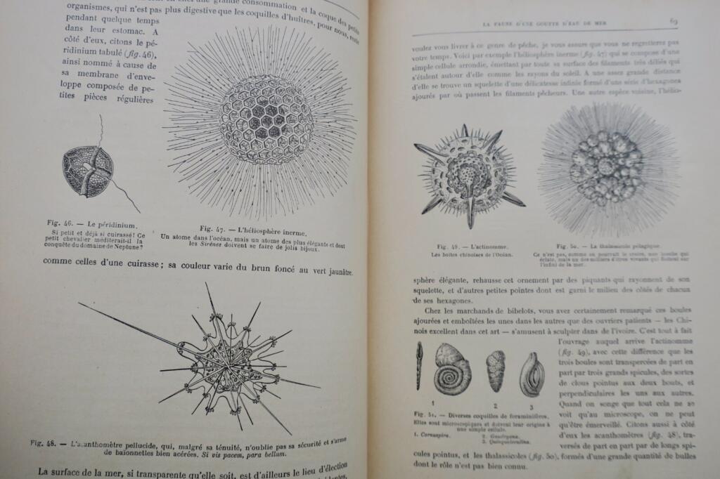 ANIMAUX EXCENTRIQUES 1906 Exzentrische Tiere Buch Antiquariat
