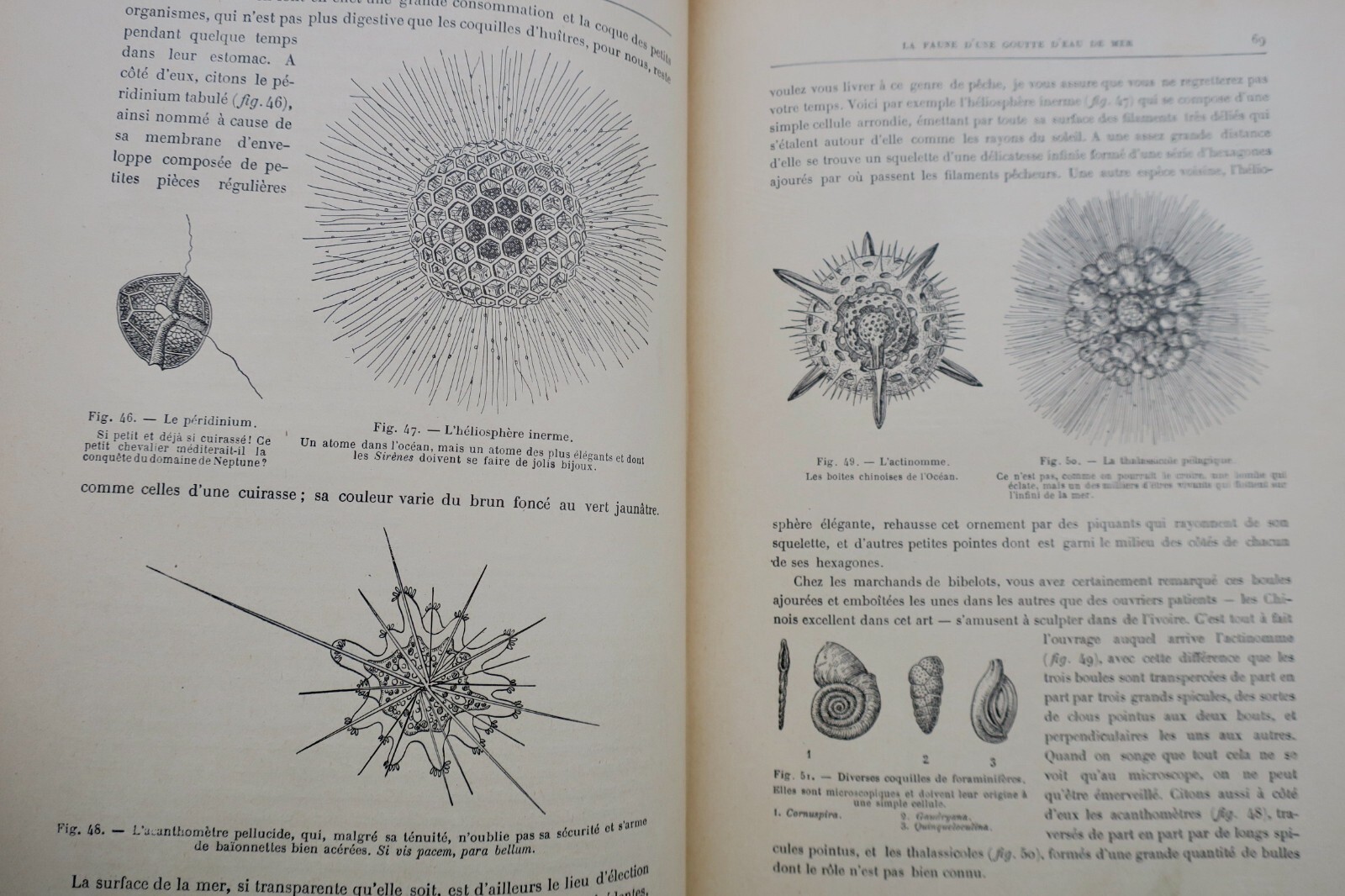奇妙な動物たち:図説自然史 - Image 8