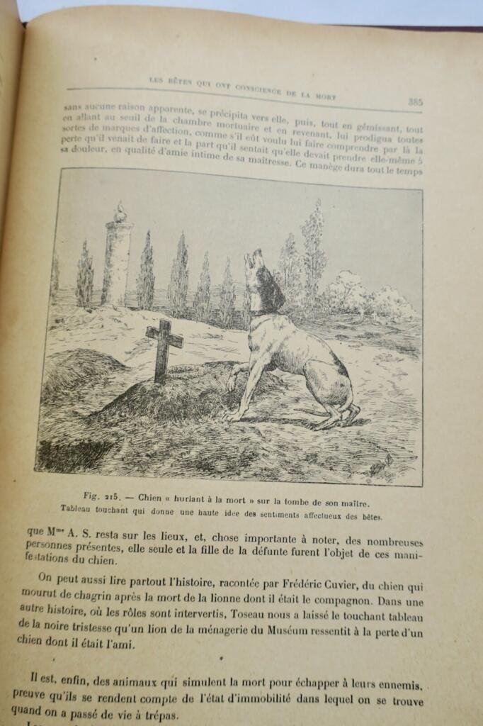 ANIMAUX EXCENTRIQUES 1906 Exzentrische Tiere Buch Antiquariat