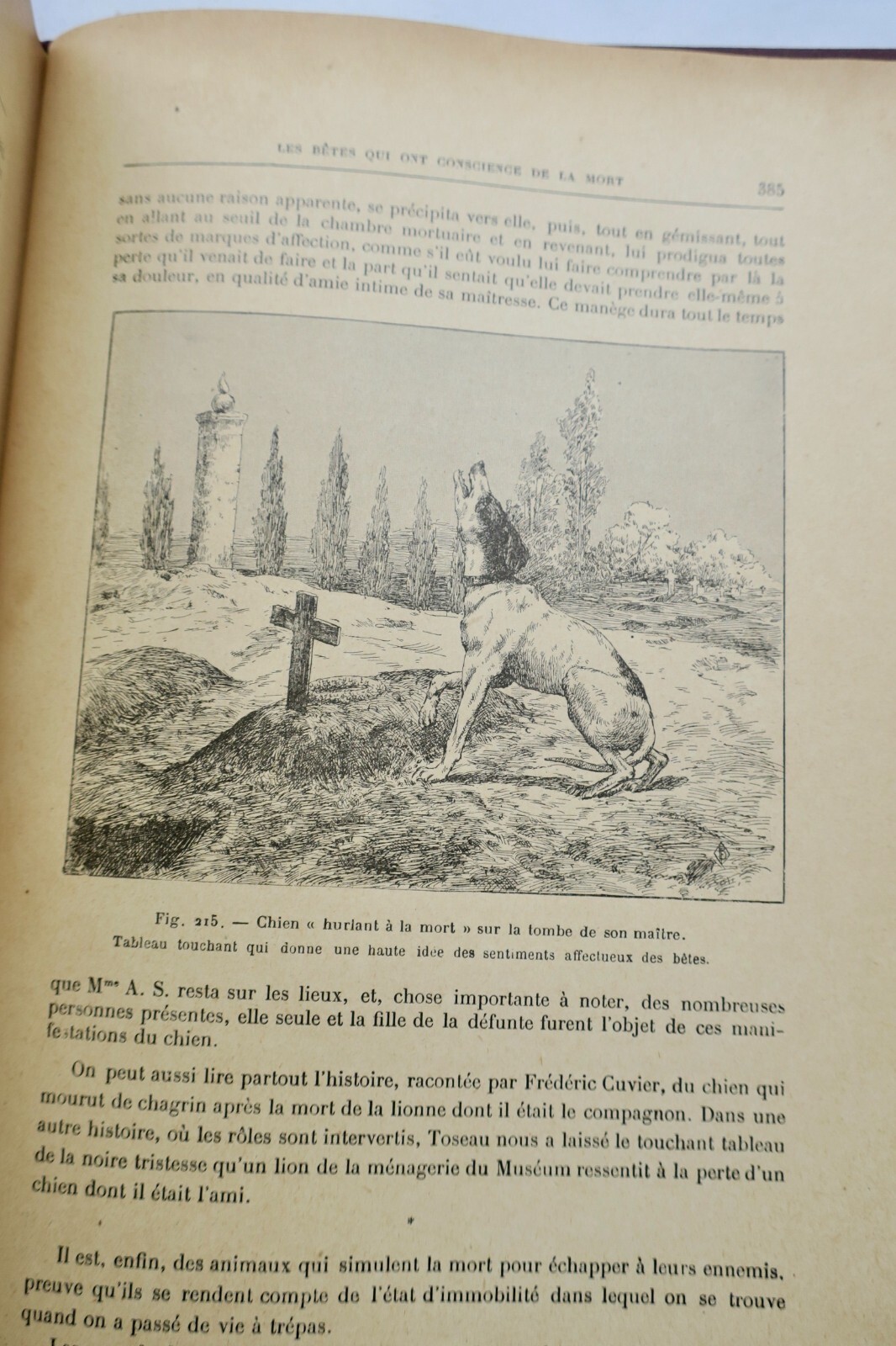 Exzentrische Tiere: Illustrierte Naturgeschichte<span class="lla-card-orig-wrap"><span class="lla-card-orig">❦ ANIMAUX EXCENTRIQUES 1906</span></span> - La Librairie Antique