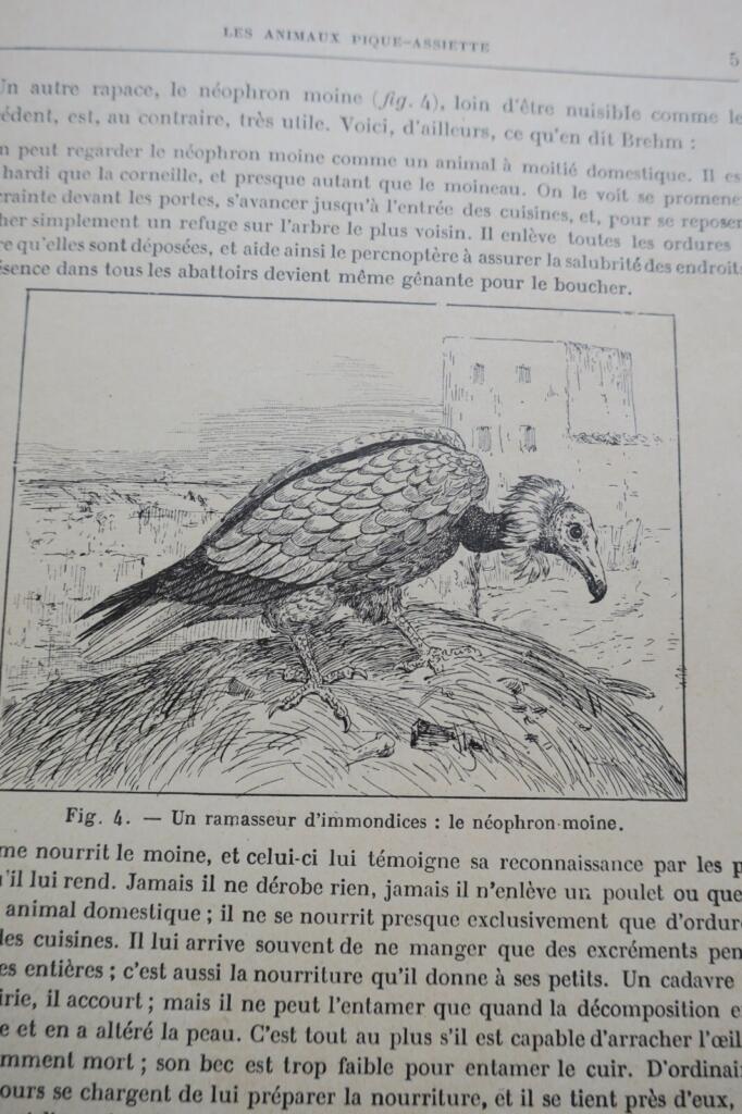 ANIMAUX EXCENTRIQUES 1906