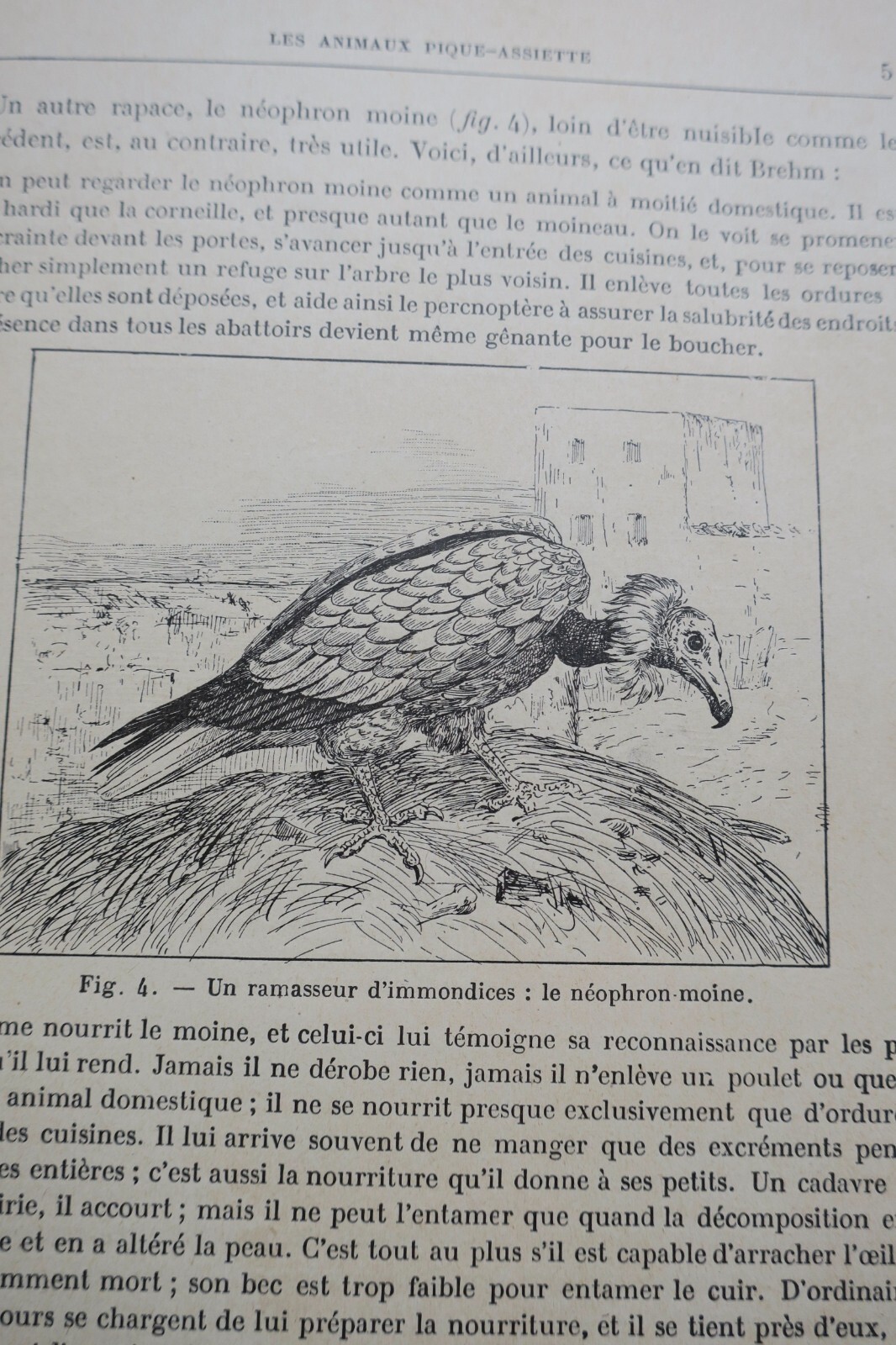 奇妙な動物たち:図説自然史 - Image 12