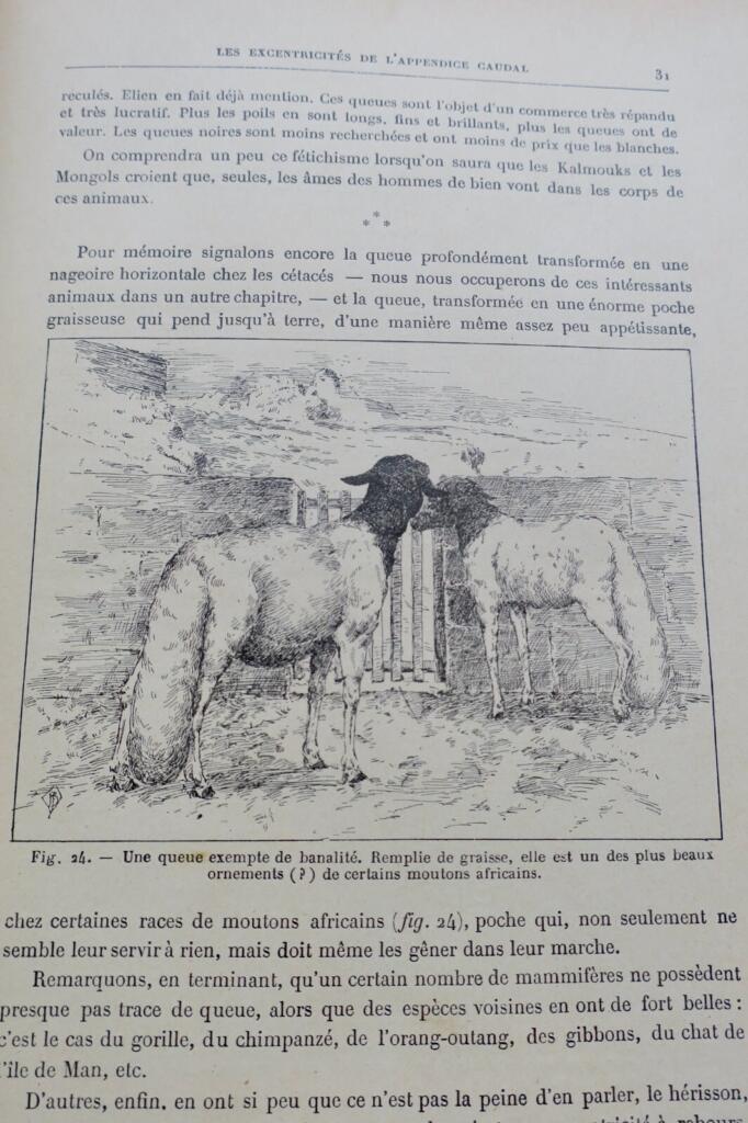 ANIMAUX EXCENTRIQUES 1906 Exzentrische Tiere Buch Antiquariat