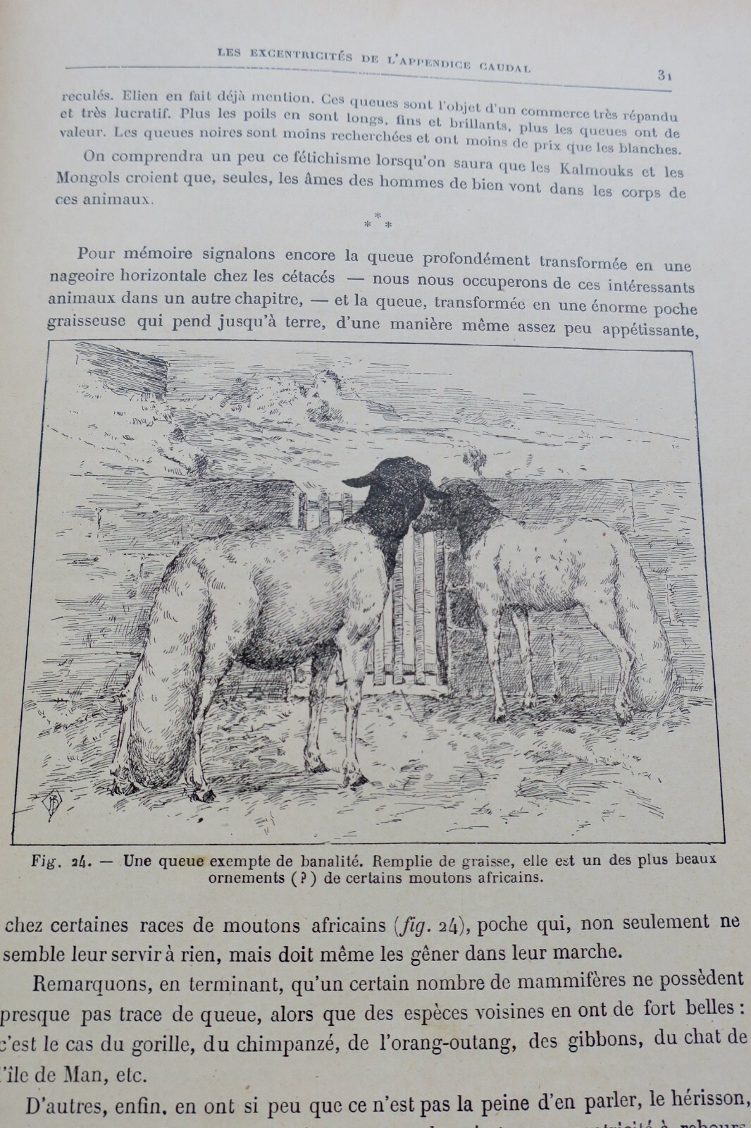 奇妙な動物たち:図説自然史 - Image 9