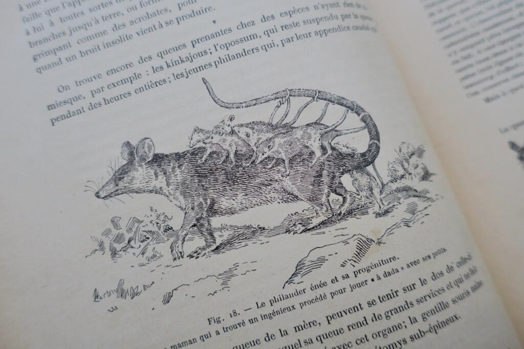 ANIMAUX EXCENTRIQUES 1906