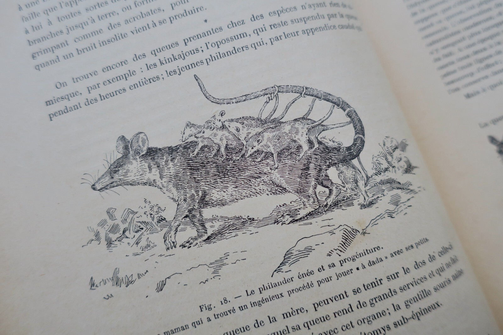 奇妙な動物たち:図説自然史 - Image 10