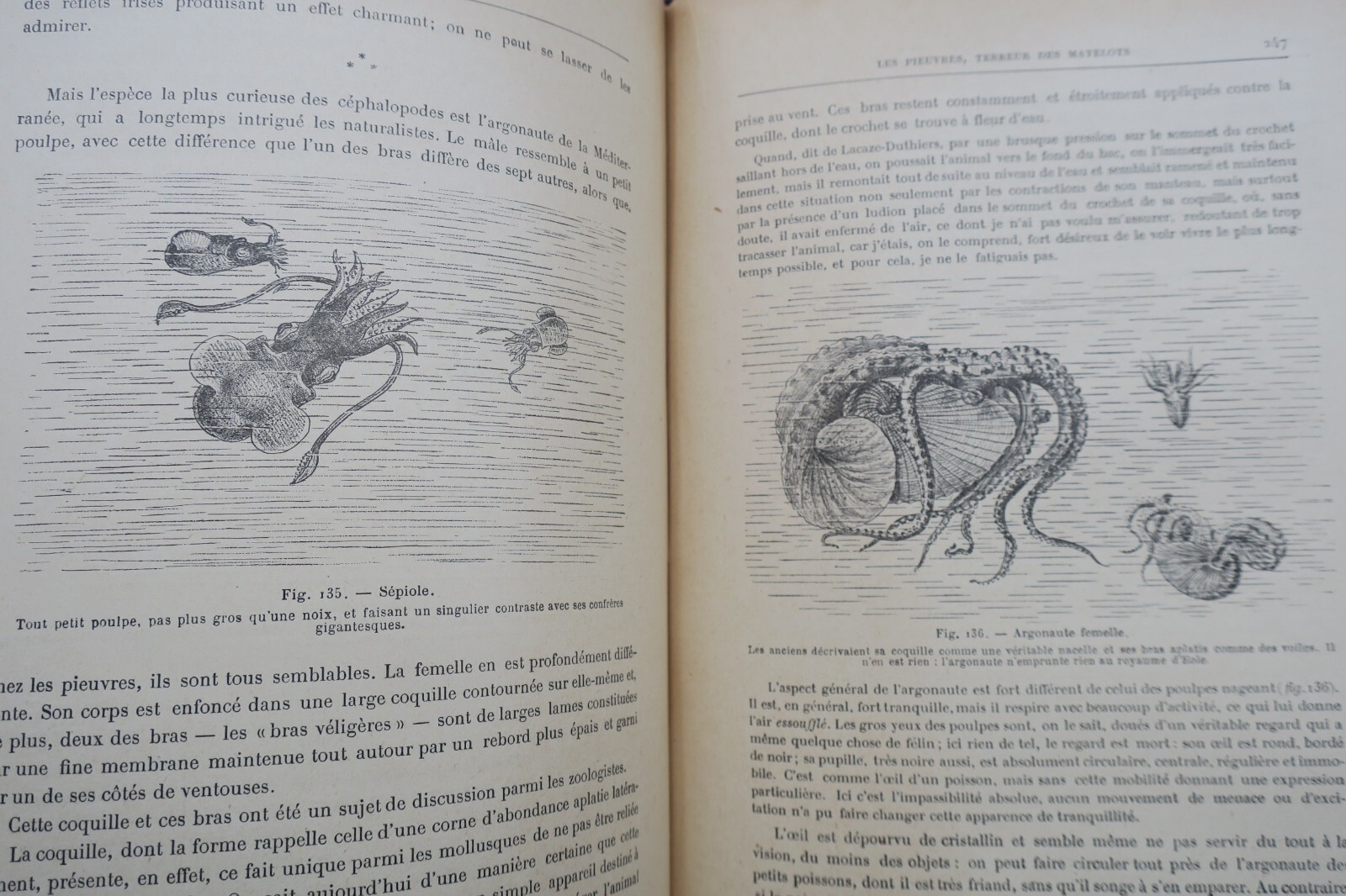 奇妙な動物たち:図説自然史 - Image 4