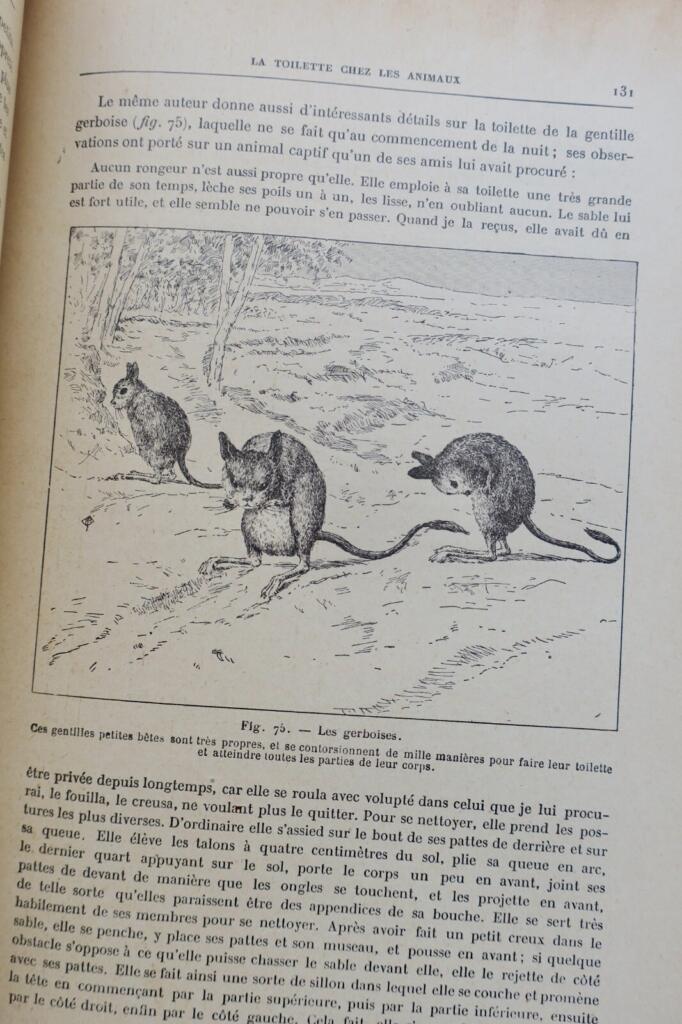 ANIMAUX EXCENTRIQUES 1906 Exzentrische Tiere Buch Antiquariat