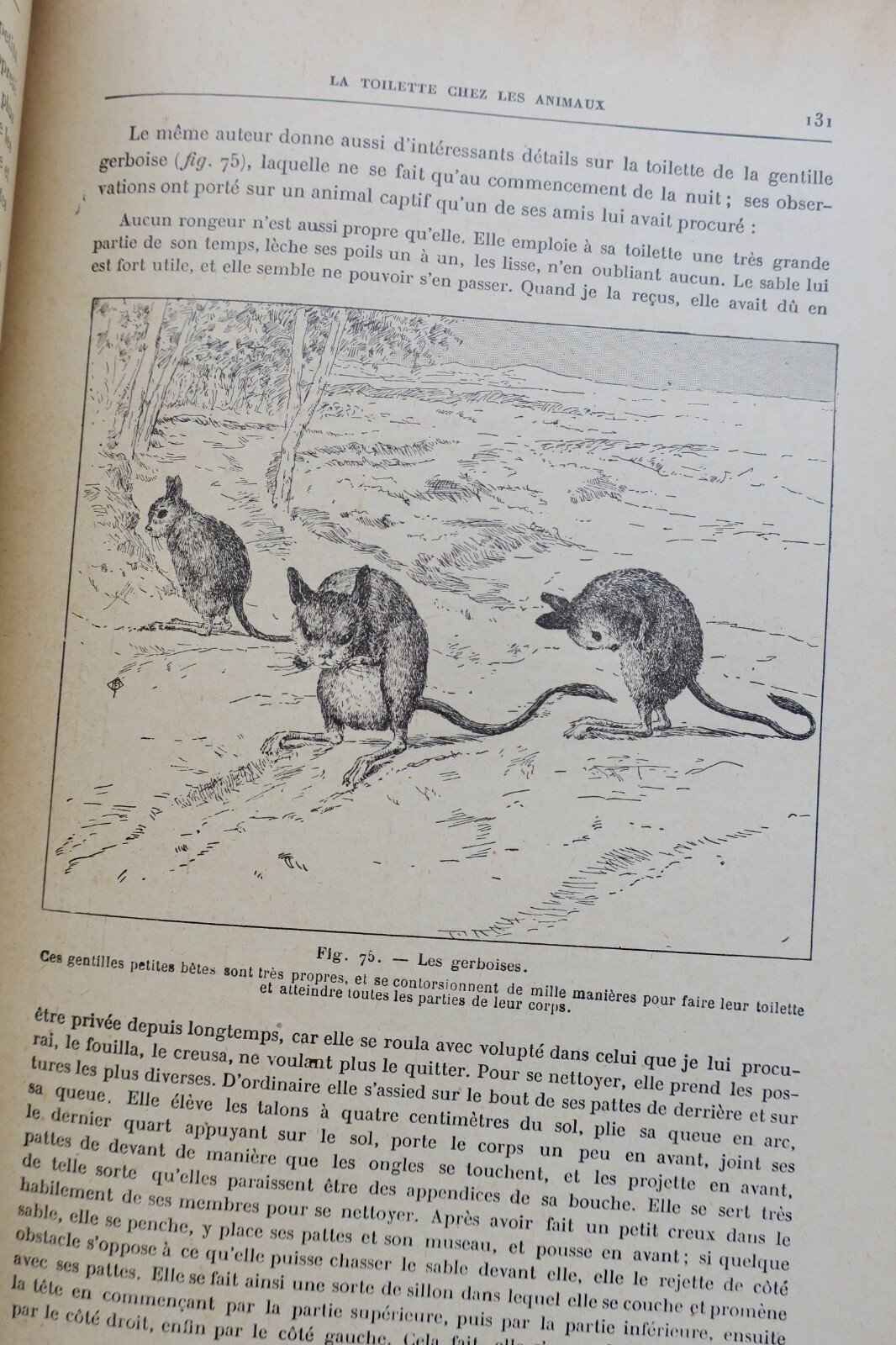 奇妙な動物たち:図説自然史 - Image 6