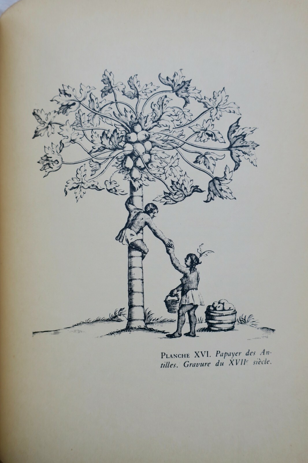 Erforschung der amerikanischen Inseln (Antillen) - Image 6