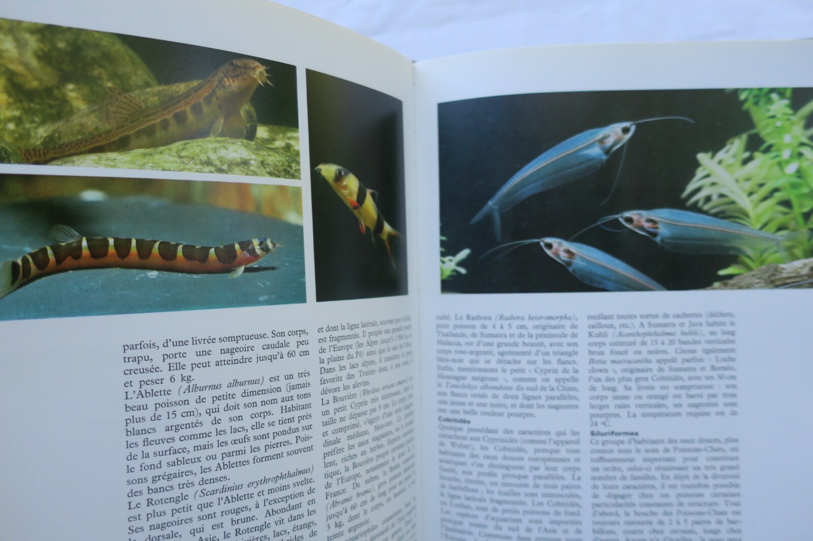 Erkundung des Lebens im Aquarium - Image 10