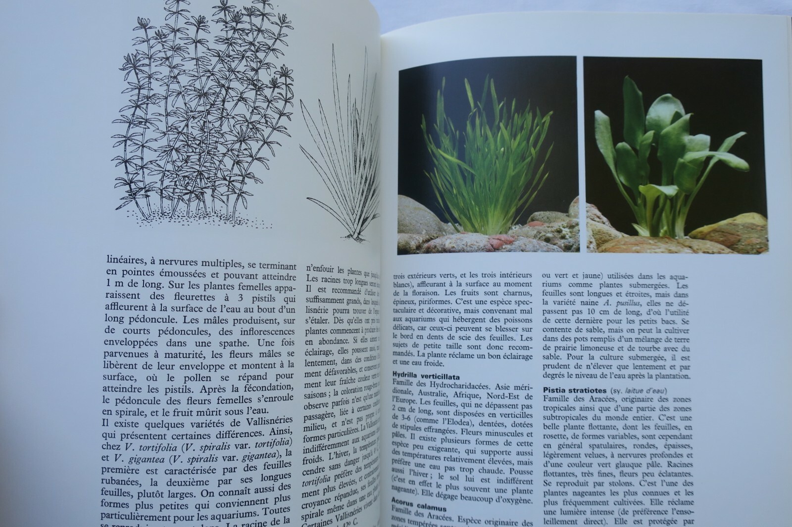 Erkundung des Lebens im Aquarium - Image 11