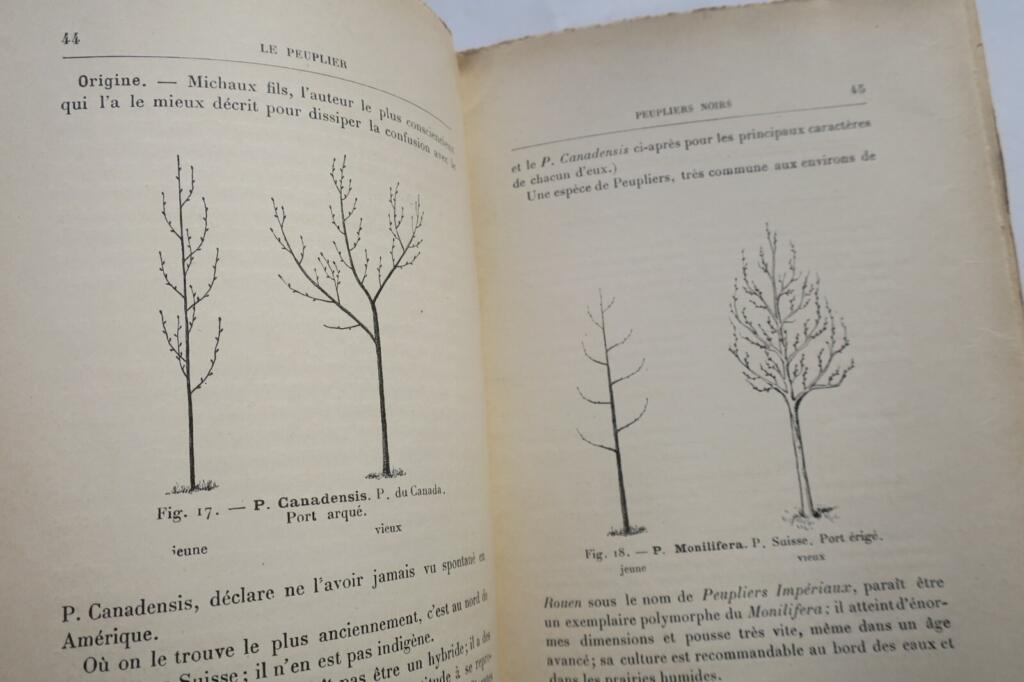 Der Pappelbaum: Geschichte, Sorten, Anbau und Nutzen