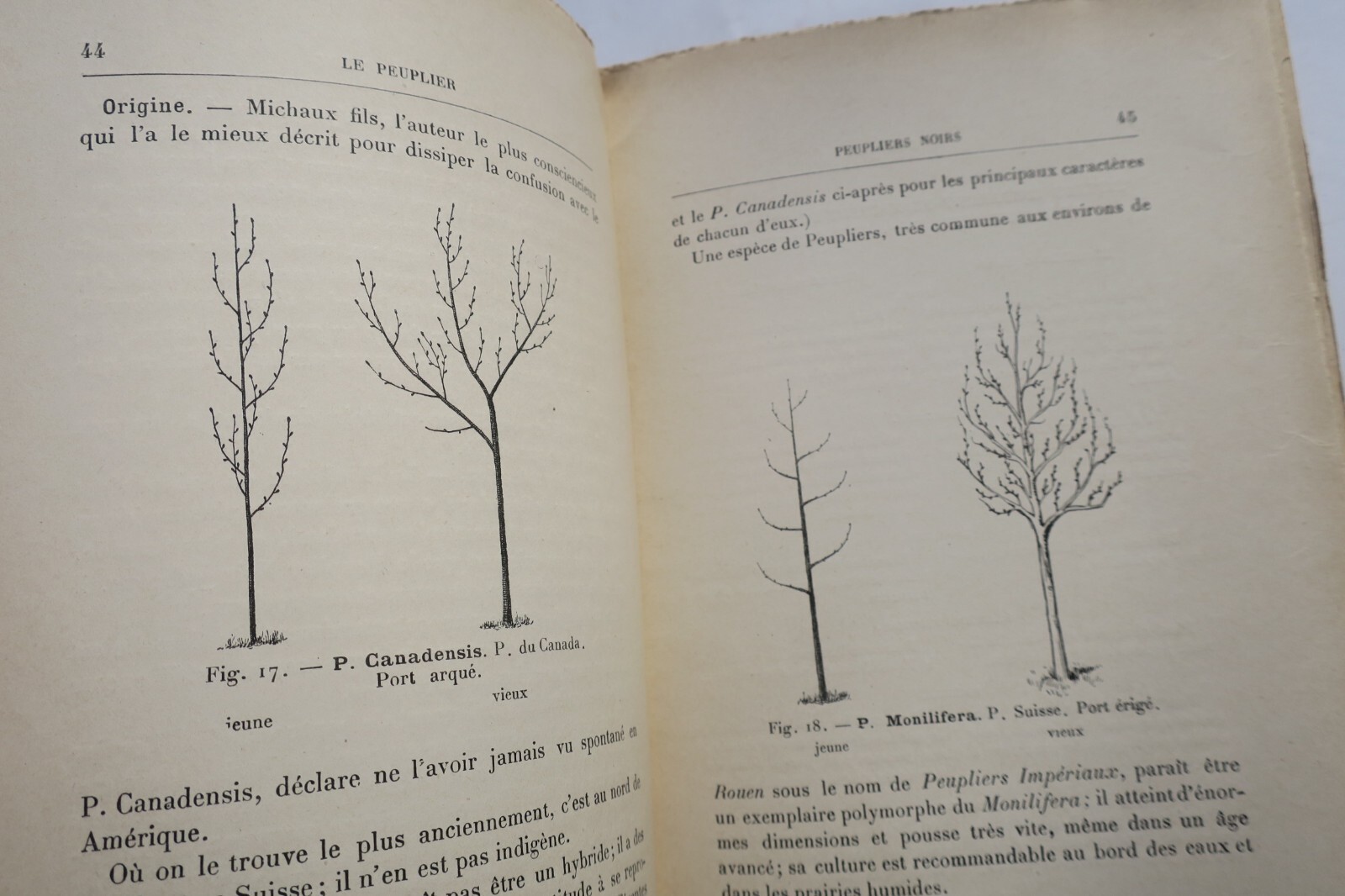Der Pappelbaum: Geschichte, Sorten, Anbau und Nutzen<span class="lla-card-orig-wrap"><span class="lla-card-orig">❦ ARBRE UTILE – LE PEUPLIER – HISTOIRE VARIETES CULTURE UTILITE</span></span> - La Librairie Antique