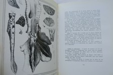 Illustrierte Geschichte des Asthmas von der Antike bis heute - Image 6