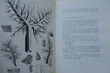 Illustrierte Geschichte des Asthmas von der Antike bis heute - Image 7