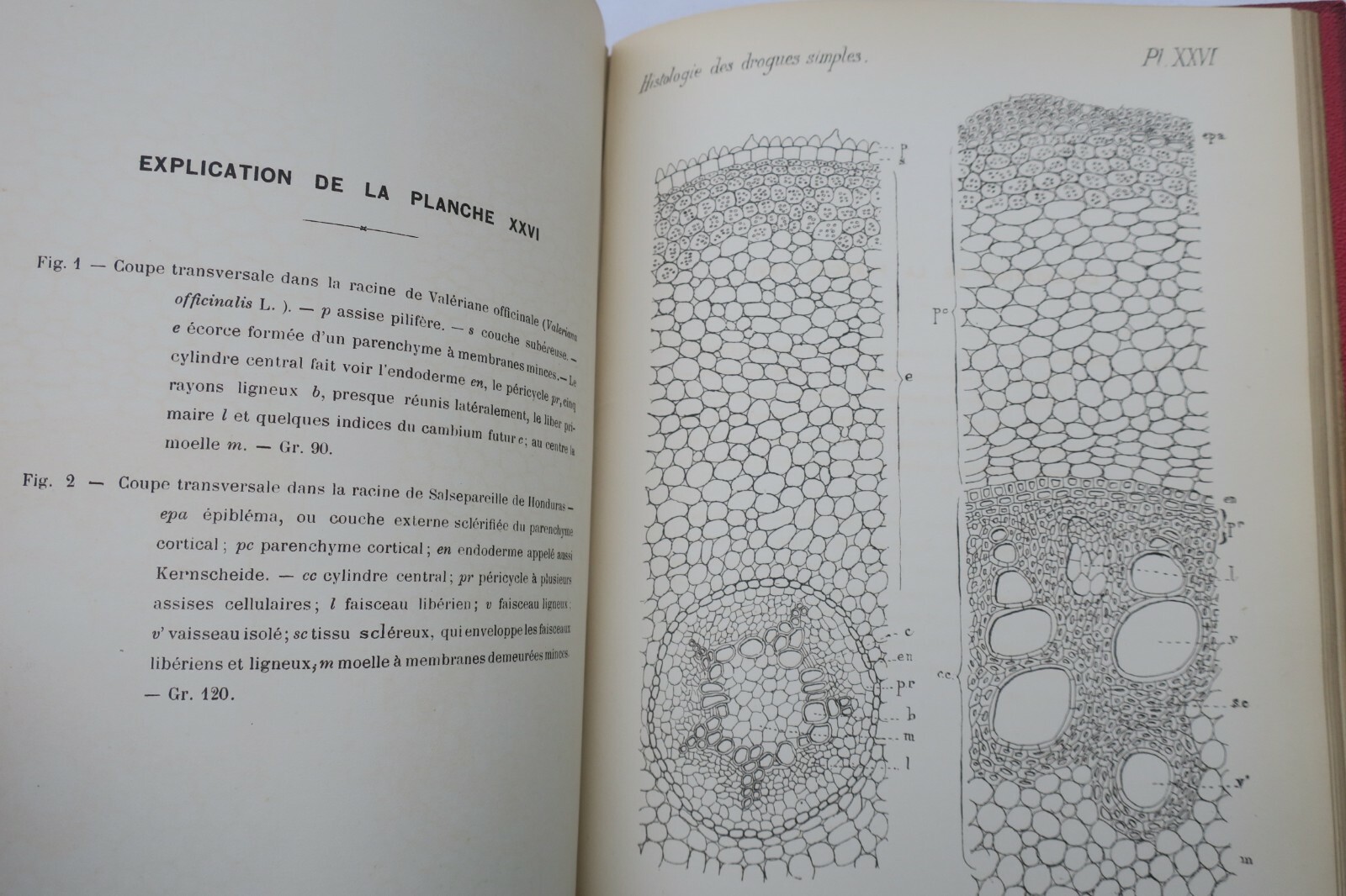 Histologischer Atlas einfacher Arzneistoffe - Image 3