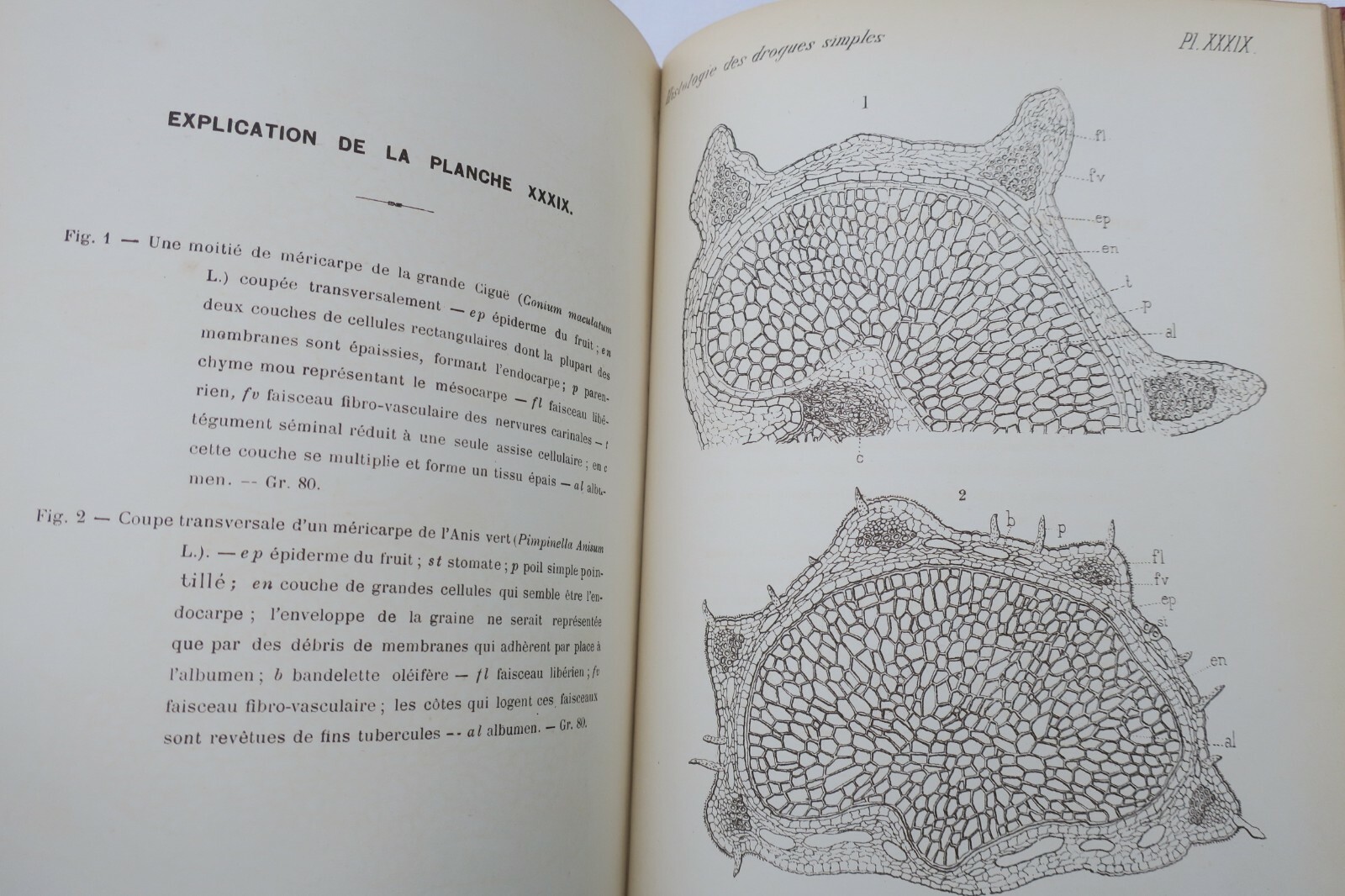 Histologischer Atlas einfacher Arzneistoffe<span class="lla-card-orig-wrap"><span class="lla-card-orig">❦ Atlas Manuel de L’Histologie des drogues simples 1887</span></span> - La Librairie Antique
