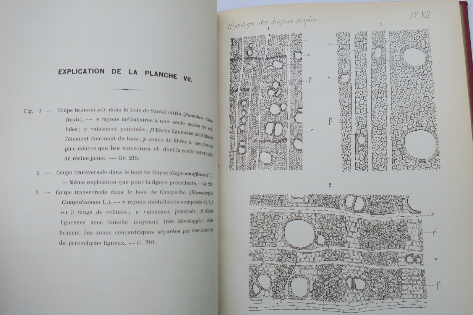 Histologischer Atlas einfacher Arzneistoffe - Image 5