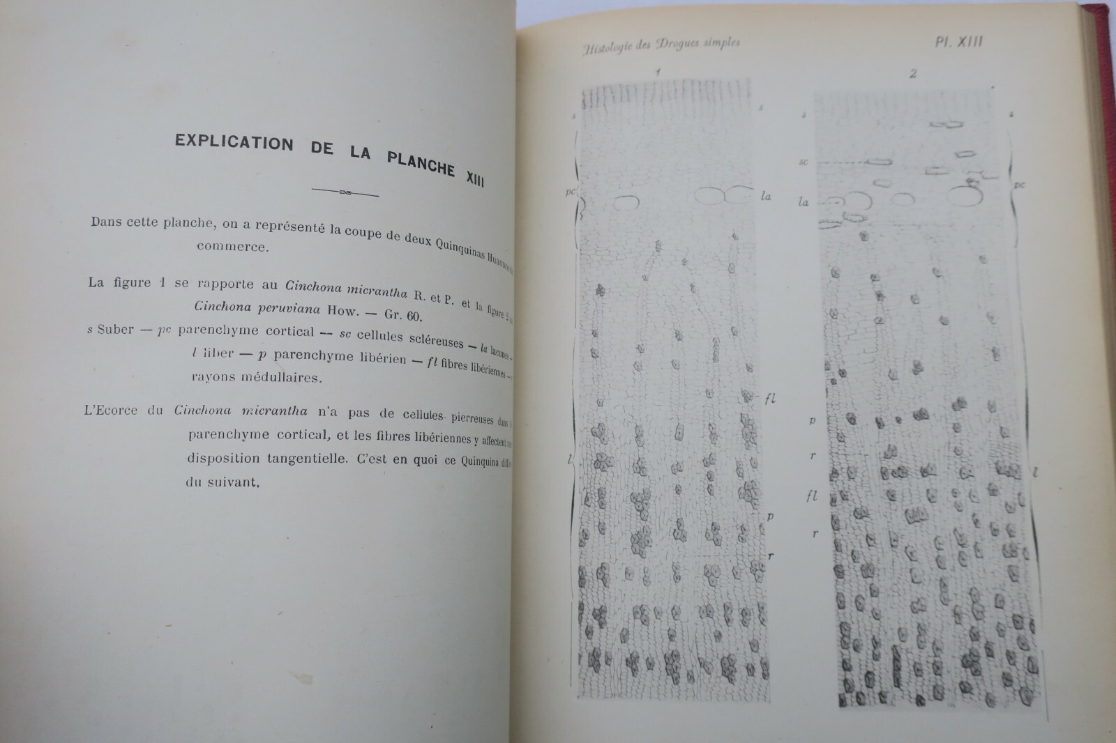 Histologischer Atlas einfacher Arzneistoffe - Image 4