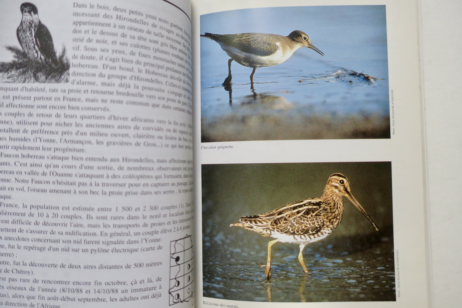 Atlas Of Breeding Birds Of Yonne (1979-1992). – Image 4