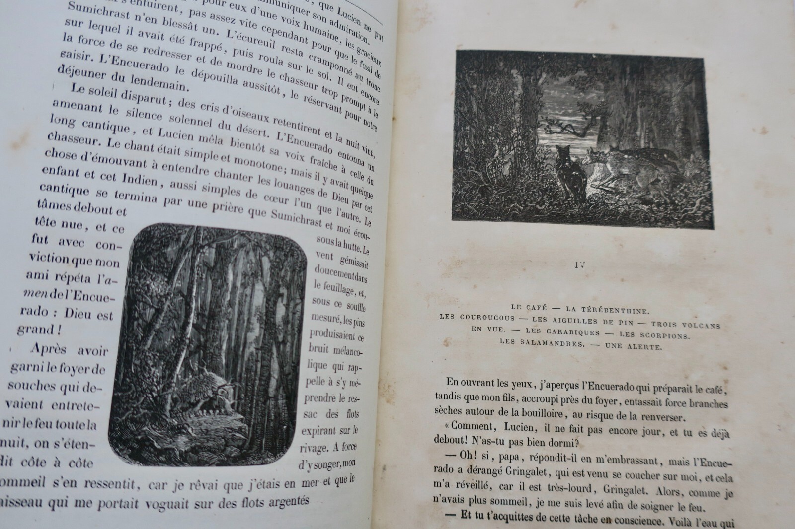 Adventures of a budding naturalist - Image 5