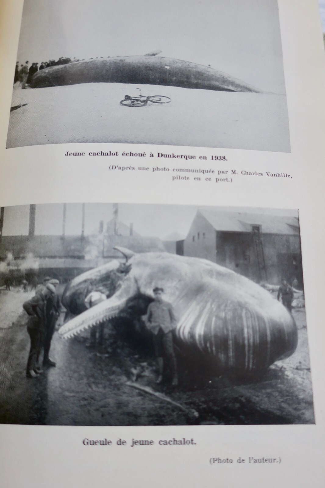 French Whaling: The Final Era<span class="lla-card-orig-wrap"><span class="lla-card-orig">❦ baleine LACROIX Derniers Baleiniers Français</span></span> - La Librairie Antique