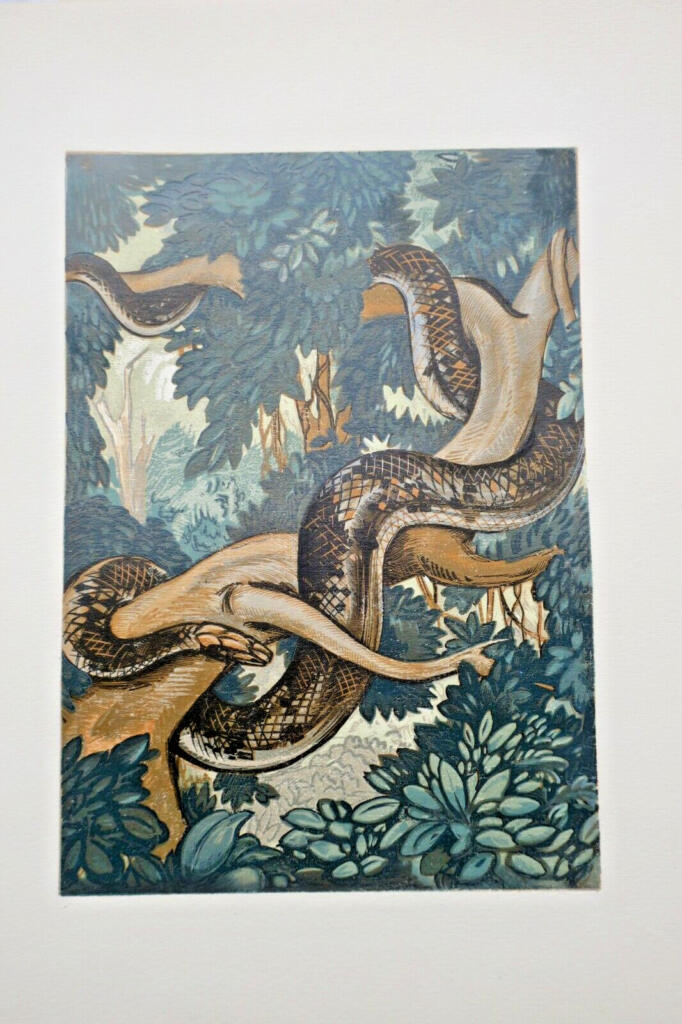 Bush Creatures. Illustrated by André Collot