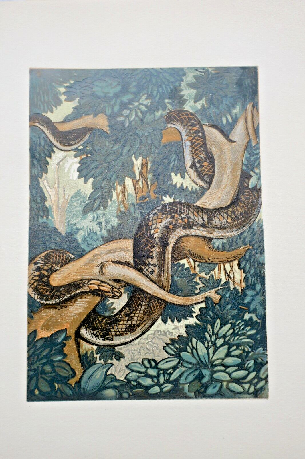 Bêtes de la brousse. Illustrations d’André Collot gravées sur bois + aquarelle – Image 8