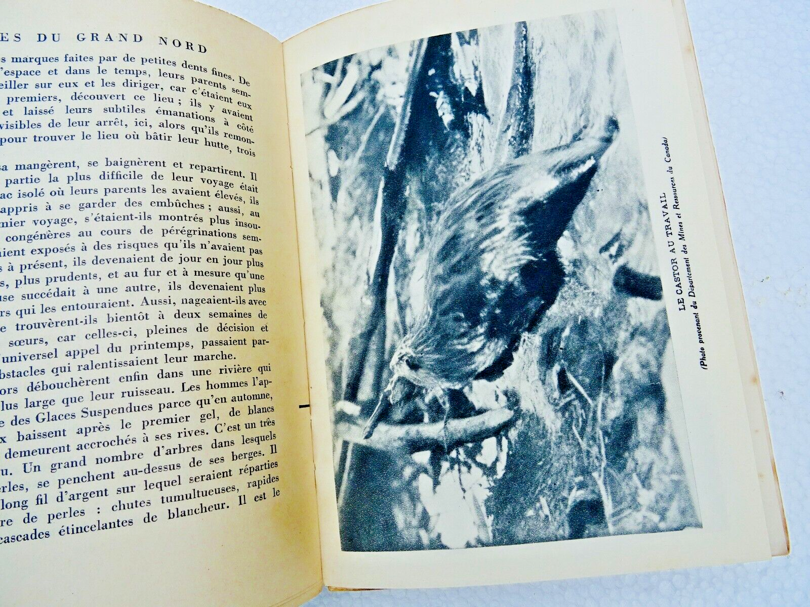 Tierwelt des Großen Nordens - Image 7