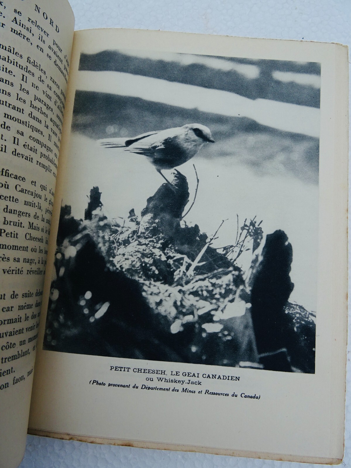 Tierwelt des Großen Nordens - Image 6