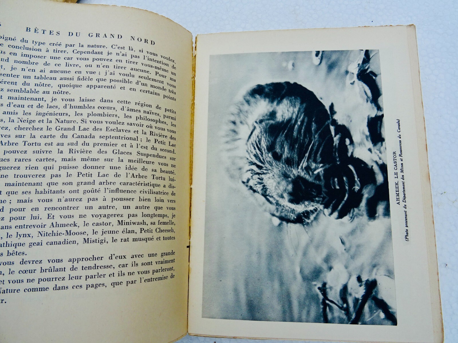 Tierwelt des Großen Nordens - Image 8