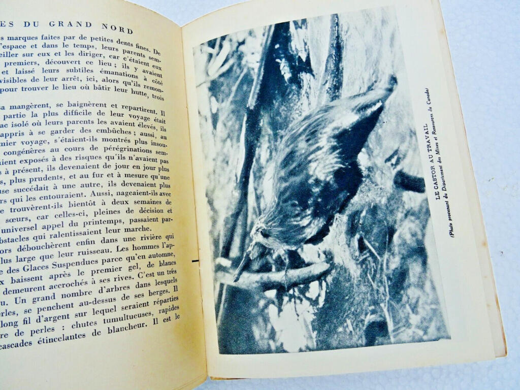 Nordische Wildnis: Biber, Bisamratten, Füchse, Luchse, Elche, Bären, Häher