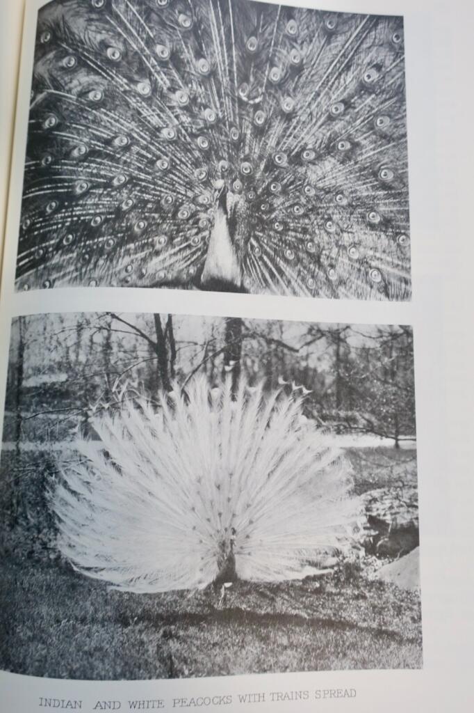 Detailed study of pheasants