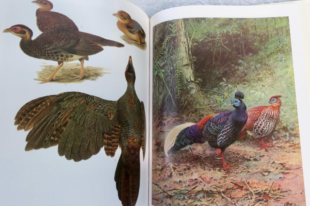 Detailed study of pheasants